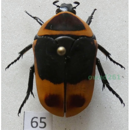 Pachnoda marginata peregrina Kolbe, 1906 ex. ovo Czad65